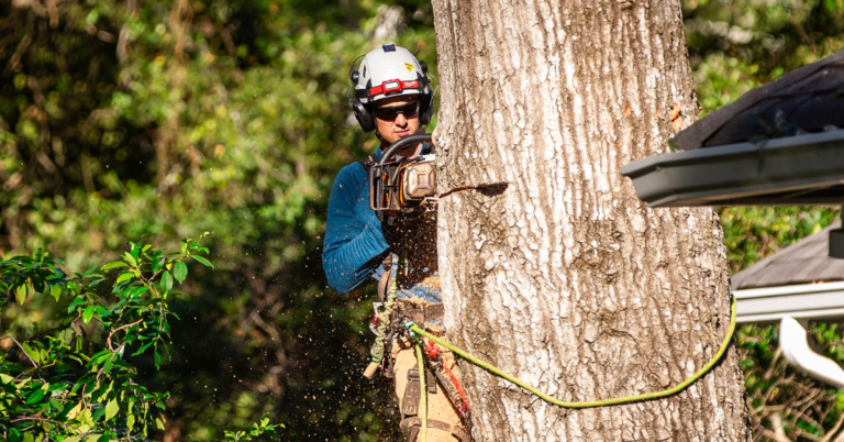 6 Best Tree Removal Services in Jackson, MS